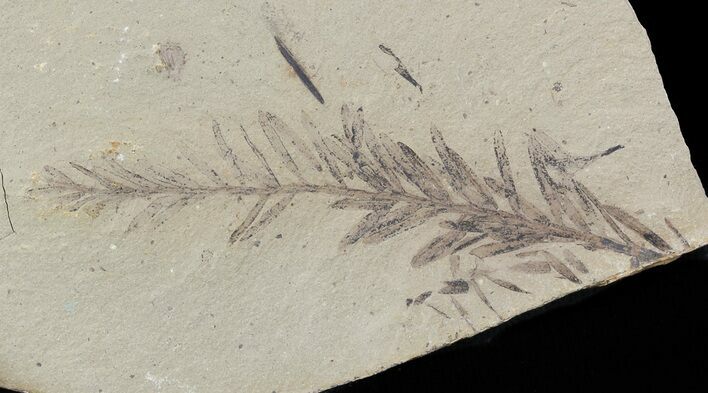 Metasequoia (Dawn Redwood) Fossil - Montana #47085